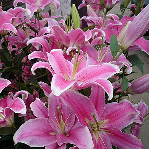 Portal Cool 50X Rosa Selten Lilienzwiebeln nsamen Pflanz Lilium Parfüm Hausgarten Ng