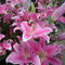 Portal Cool 50X Rosa Selten Lilienzwiebeln nsamen Pflanz Lilium Parfüm Hausgarten Ng