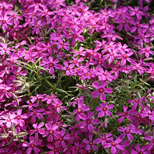6 x Phlox mousse 'Atropurpurea' - Phlox Subulata 'Atropurpurea' - Godet 9x9cm - Violet, plein soleil, sol bien drainé