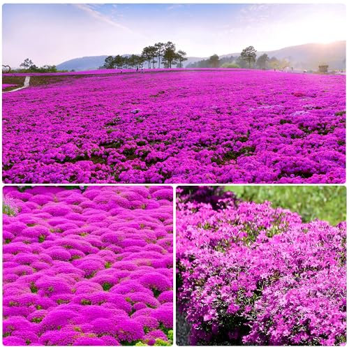 NULIYA 10000+ Kriechender Thymian Samen für die Bepflanzung -Perennial Bodendecker Pflanzen Blumen Non-GMO Heirloom (Pink-Rosa)