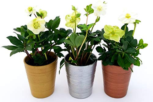 POWERS TO FLOWERS - HELLEBORUS Elleboro, Rosa di Natale, 3 PIANTE IN VASO CERAMICA ORO - ARGENTO - BRONZO, Piante Vere