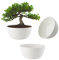 ECOMACETAS FLOWERPOT STORE Maceta Bonsai, Macetas para Bonsais, Cactus, Suculentas, Crasas Redonda Baja de Plástico Blanca (3, 20 cm)