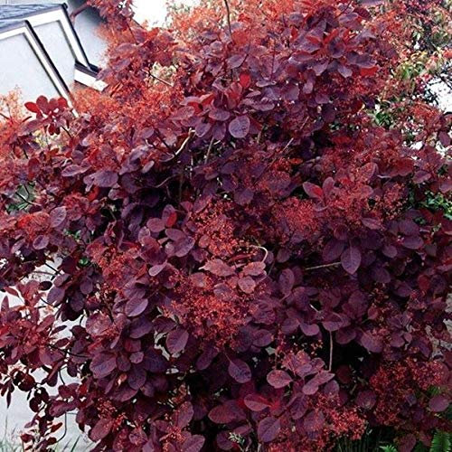3X Cotinus Royal Purple Smoke Bush Piante Viola Fogliame Fiori bianchi Arbusto 9cm
