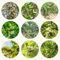 50 pcs mandelbaum samen zierbaum winterhart pflanztopf kräuterpflanzen, winterharte kübelpflanzen, stauden winterhart mehrjährig, balkon hochbeet geschenk garten deko pflanze, dekopflanzen