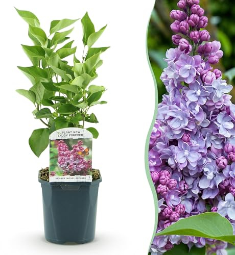 Syringa vulgaris Michel Buchner - Lilas commun - Rustique - Rose - 35-45cm - Ø17cm - Plante de jardin