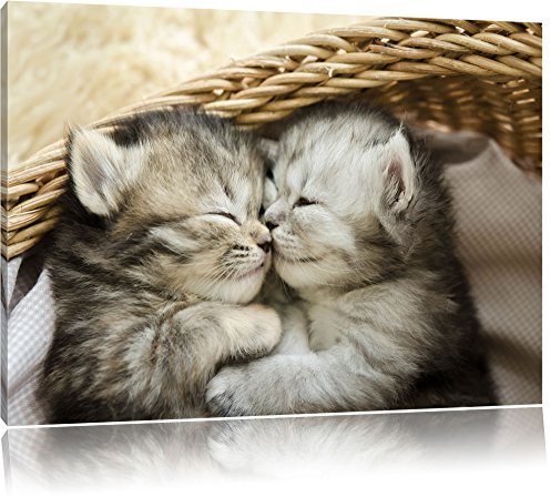 Pixxprint Baby Katze, Bild, Größe: 120x80cm, Leinwandbild, fertig gespannt, Wandbild, Dekoration, Kunstdruck, kein Poster