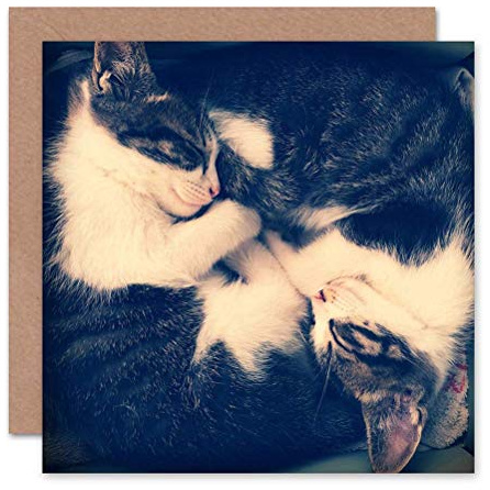 Wee Blue Coo CARD GREETING TWO SLEEPING KITTENS YIN YANG