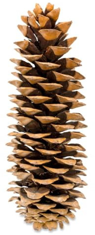 NaDeco Pinus lambertiana Länge ca.20-30cm | Tannenzapfen | Zapfen der Zuckerkiefer | Zucker Kiefer | Sugar Pine | Großer Kieferzapfen | Kiefernzapfen | Tannenzapfen