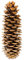 NaDeco Pinus lambertiana Länge ca.20-30cm | Tannenzapfen | Zapfen der Zuckerkiefer | Zucker Kiefer | Sugar Pine | Großer Kieferzapfen | Kiefernzapfen | Tannenzapfen