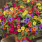 nulala100 pcs Colgante Petunia Semillas mezcladas Color Ondas Hermosas flores para jardín, Planta de patio trasero