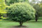 Acer campestre 'Nanum' 80 cm, Feldahorn, kompakte Wuchsform, ideal für kleine Gärten, pflegeleicht, winterhart