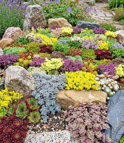 BALDUR Garten 6er Staudenbeet Trockenheits-Künstler Pflanzen im 9x9 cm-Topf | winterhart, ein Mix aus 3 Sedum, 1 Saxifraga, 1 Sempervivum und 1 Thymian, winterharte Stauden, trockenresistent