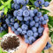 150 pezzi di semi di mirtillo non OGM mirtillo dolce giardino semi di frutta verdura forniture per la fattoria Semi