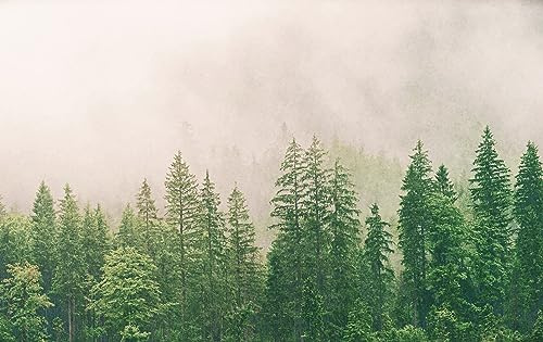 Rasch Tapete 363203 - Fototapete auf Vlies mit Nebelwald-Motiv, Wald im Nebel - 3,00m x 4,77m (LxB)