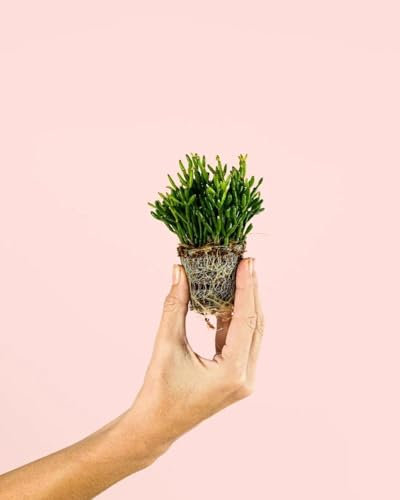 Rhipsalis | Mini Plantas Naturales | Pur Plant