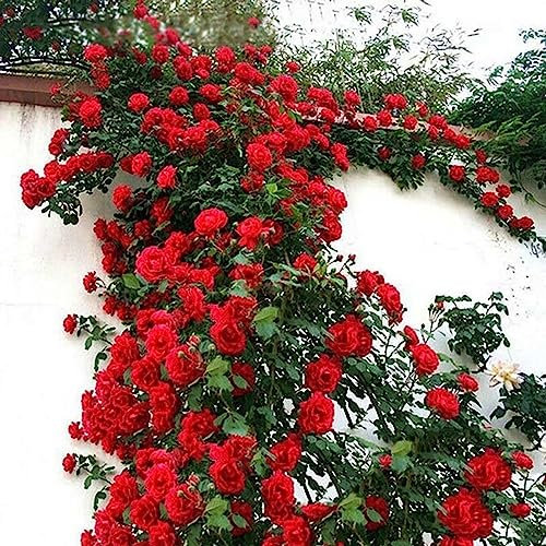 100 Unids/bolsa Semillas de Rosas Trepadoras Crecimiento Rápido Cultivos de Colores Brillantes Plantas de Jardín Semillas Flor Árbol Frutal Semillas Vegetales Rojo Semillas de rosa