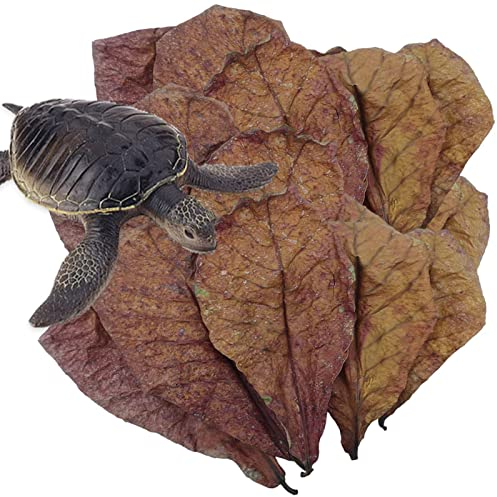 Catappa Laub für Aquarium – Betta Garnelenblätter, Aquarium-Laub für Wasseraufbereiter für Fische | Fin Verrottung Behandlung Catappa Laub Indische Mandel, Balsam für A