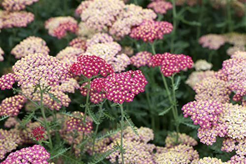 Achillea millefolium 'Paprika' ca. 9x9 cm Topf, Schafgarbe, leuchtend rote Blüten, Blütezeit Juni-September, ideal für Beete, trockenheitsresistent, pflegeleicht