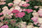 Achillea millefolium 'Paprika' ca. 9x9 cm Topf, Schafgarbe, leuchtend rote Blüten, Blütezeit Juni-September, ideal für Beete, trockenheitsresistent, pflegeleicht