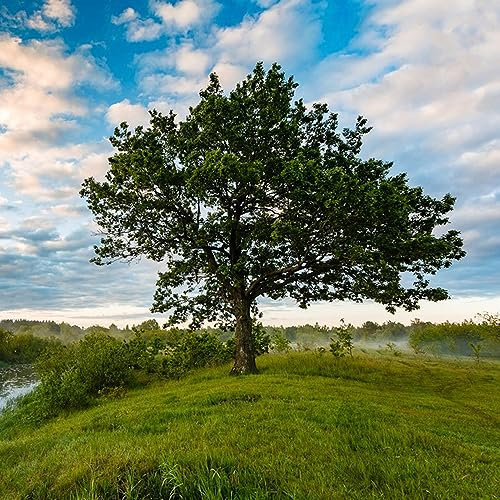 20 pcs Eiche pflanze samen - bonsai baum tree,Quercus palustris, balkonpflanzen extrem winterharte kübelpflanzen gärtnern spezielle samen bäume kaufen nachhaltigkeit geschenke bonzai