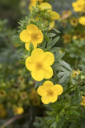 Potentilla fruticosa 'Kobold' 25–30 cm – Winterhart, Mehrjährig, Pflegeleicht – Fingerstrauch – Zierstrauch für Beet & Rabatte