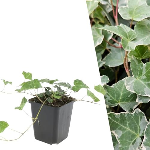 Plants by Frank | 12 Efeu Pflanzen | Hedera helix 'Glacier' | Kletterpflanzen winterhart mehrjährig | Bodendecker winterhart mehrjährig | Pflanzen für Garten | Gartenpflanzen