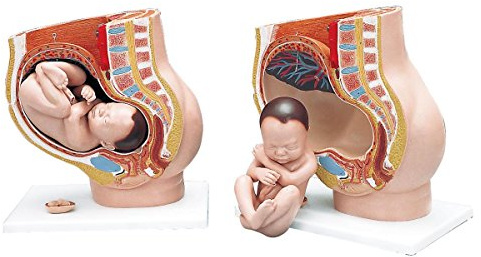 3B Scientific® Schwangerschaftsbecken Modell – 3-teiliges weibliches Becken mit herausnehmbarem Fetus & Uterus + Smart Anatomy App (5 Jahre Garantie)