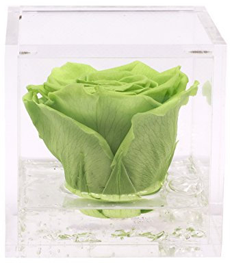 Flowercube Mini Rosa STABILIZZATA PROFUMATA 4.5X4.5 Colore Verde Idea Regalo
