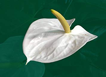 VISTARIC 100 Rose Eden Climber Seeds Climbing Rose Seeds Bonsai Blumen und Gartenpflanzen Samen
