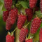 50 Pezzi deliziosi Semi di Frutta Lampone Rosso Dolce succoso Giardino pianta Albero Fiore Albero da frutto Semi di ortaggi 50 pz Semi di Lampone