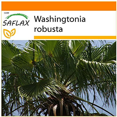 SAFLAX - Garden in The Bag - Mexican Cotton Palm - 12 Seeds - Washingtonia robusta
