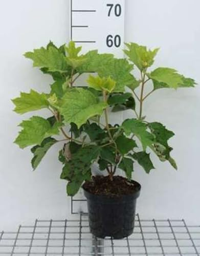 Hydrangea querc. 'Sike's Dwarf' - Eichenblatthortensie 30-40 cm Container