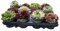 Sempervivum Plantes succulentes résistantes à l'hiver – Plantes d'intérieur et de jardin faciles d'entretien en kit, jouaca polyvalent, pour l'intérieur et l'extérieur (12)