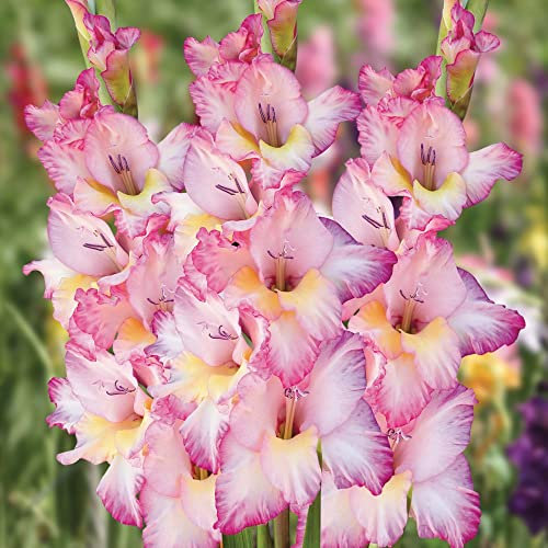 Rosa Gladiolen zwiebeln – atemberaubende Show mit mehreren Gladiolenblüten – mehrjährige große Blumenzwiebeln zum Anpflanzen (10 Zwiebeln)