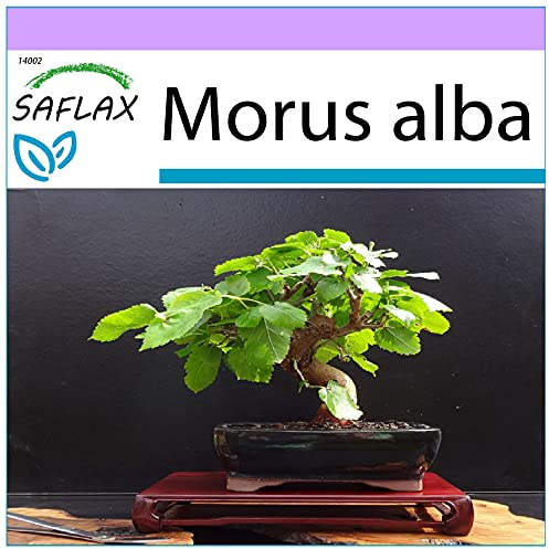 SAFLAX - Bonsai - Weißer Maulbeerbaum - 200 Samen - Morus alba