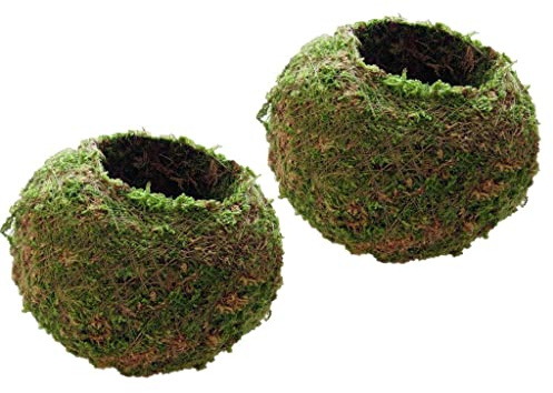 misppro Natürliche trockene Mooskugel, Bonsai, grünes Moos, Pflanzkugel, Blumentopf, 12 cm, 2 Stück, H45NLISO