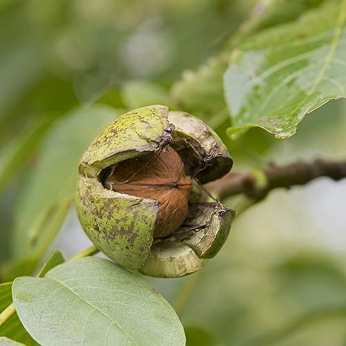 10 pcs Walnussbaum Samen, Juglans regia, nachhaltige geschenke garten geschenke für frauen balkonpflanzen winterhart winterharte pflanzen für garten grünpflanzen zimmerpflanzen bäume