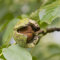 10 pcs Walnussbaum Samen, Juglans regia, nachhaltige geschenke garten geschenke für frauen balkonpflanzen winterhart winterharte pflanzen für garten grünpflanzen zimmerpflanzen bäume