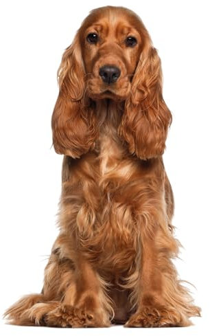 Fensterbild English Cocker Spaniel I beidseitig bedruckt I 39,8 x 24,4 cm I wiederverwendbar I statisch haftend I dv1321