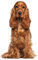 Fensterbild English Cocker Spaniel I beidseitig bedruckt I 39,8 x 24,4 cm I wiederverwendbar I statisch haftend I dv1321