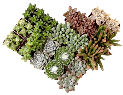 Succulents Plants Live (20PK) Potted Succulent Plants Live House Plants, Cactus Plants Live Plants Indoor Plants Live Houseplants, Indoor Plant Succulents Live Plant House Plant by Plants for Pets