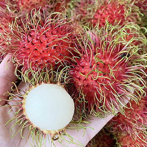 Haloppe 20 piezas de semillas de frutas de rambután para plantar en el jardín del hogar, semillas de rambután semillas de frutas rojas dulces Semillas