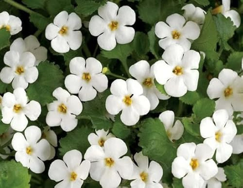 100 graines de fleurs de Bacopa blanches