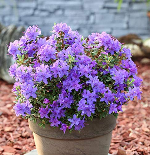 Zwerg Rhododendron Purple Pillow 15-20cm - Rhododendron russatum - Zwerg Alpenrose