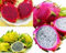 Set 3 Piante di Pitaya (Dragon Fruit) – Varietà Gialla, Rossa e Bianca – H 70/80 cm in Vaso – Hylocereus spp. – Frutto del Drago Esotico – FOTO REALI