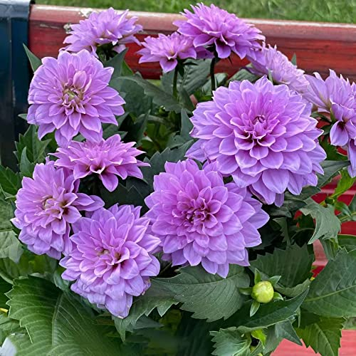 Dahlien Knollen Winterhart blumenzwiebeln mehrjährig blumen winterfeste pflanzen für balkon zwiebeln garten geschenk blumendeko zwiebel winterharte balkonpflanzen -4
