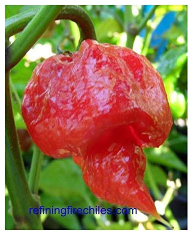 Chili Trinidad Scorpion Butch T Strain - Chili - 5 Samen