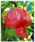 Chili Trinidad Scorpion Butch T Strain - Chili - 5 Samen