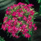Liguster 10 Semi Ligustrum Vulgare (Liguster)