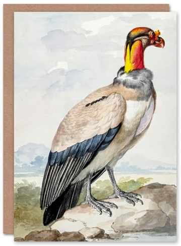 Artery8 Aert Schouman Art Card King Vulture Bird Vintage Watercolour